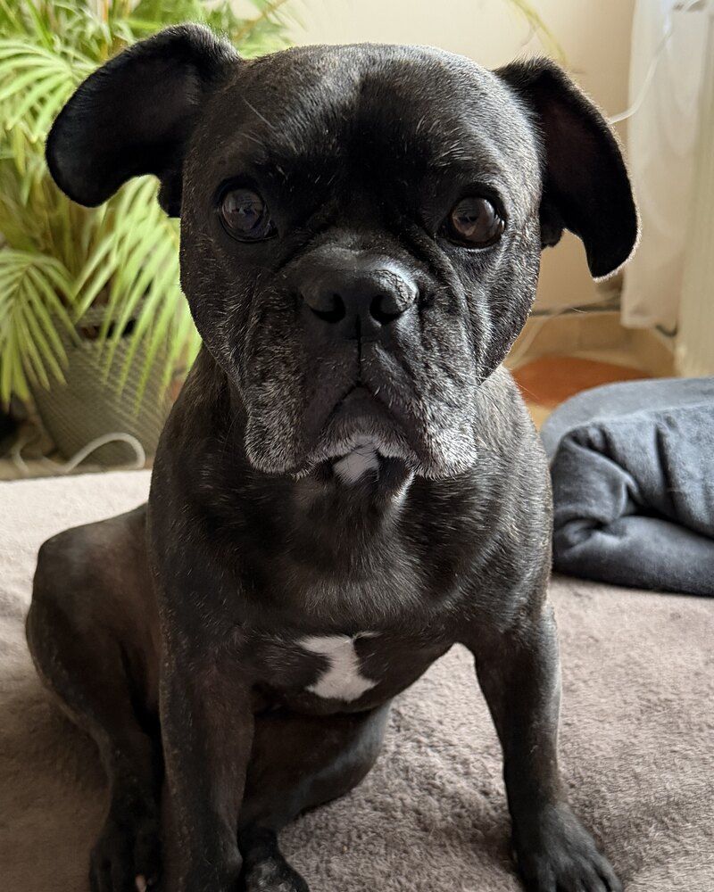 Lucifer, a fekete francia bulldog szőnyegen ülve